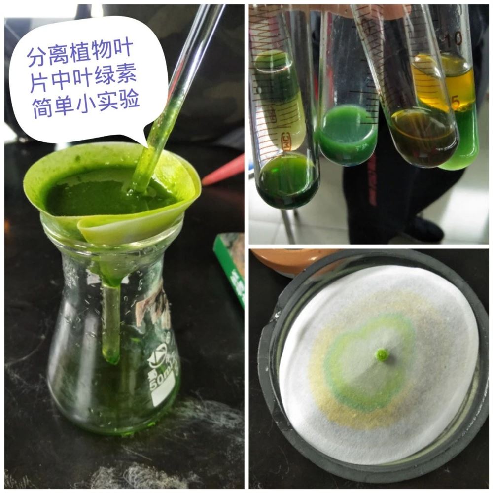 丰阿姨缩略图4